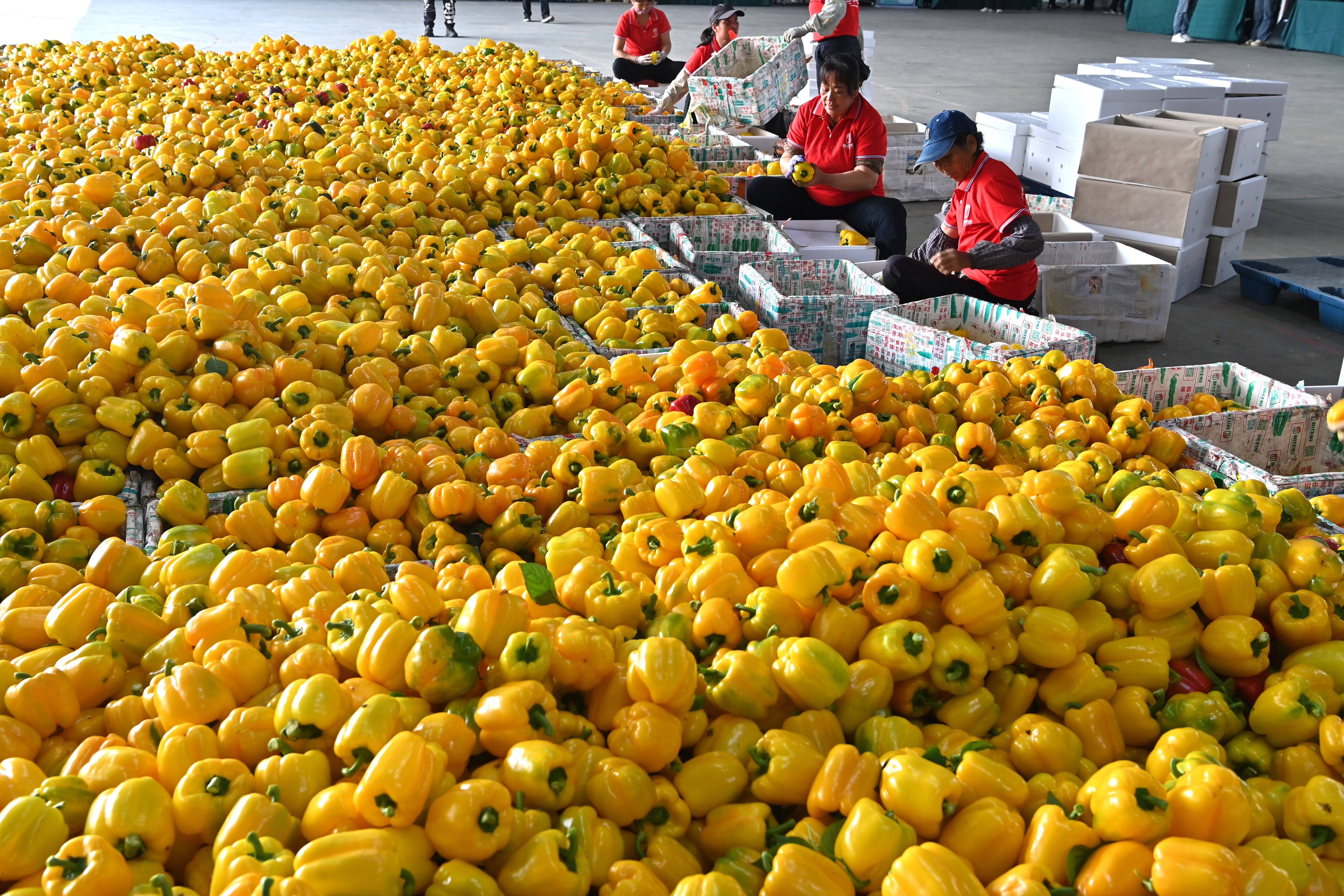 廣西合浦設施農業快速發展