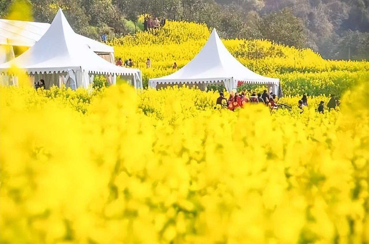 原創太原規模最大的油菜花即將上線，超級壯觀，提前收藏、不要錯過！