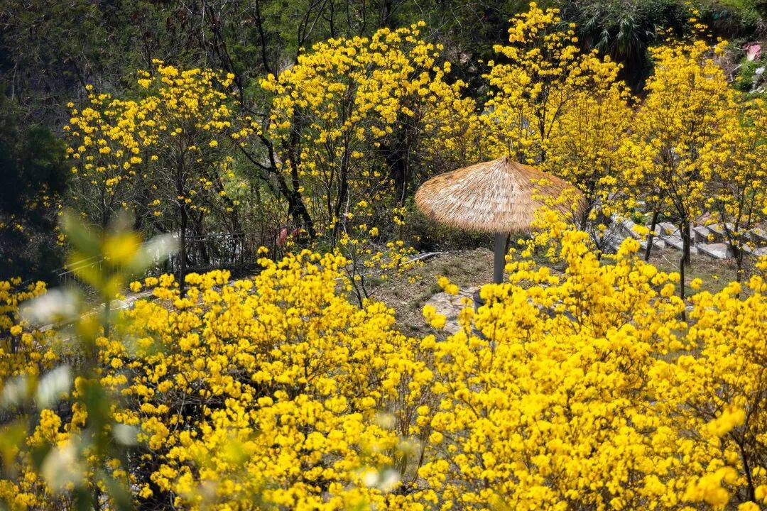 收藏！泉州春日賞花去哪裡？花期+地址全攻略