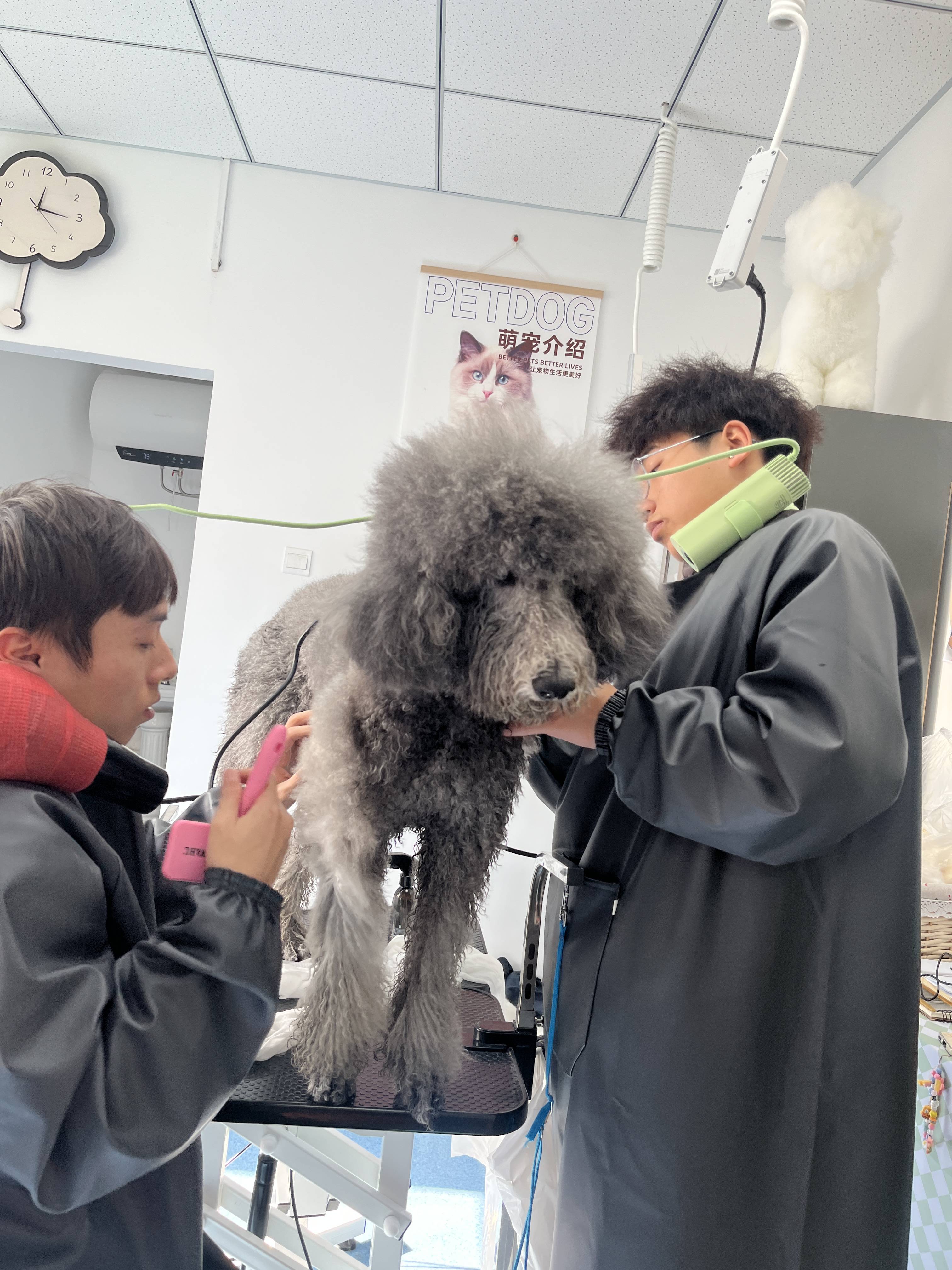 彙總靠譜的寵物美容培訓推薦，有愛寵物美容培訓學校靠譜不