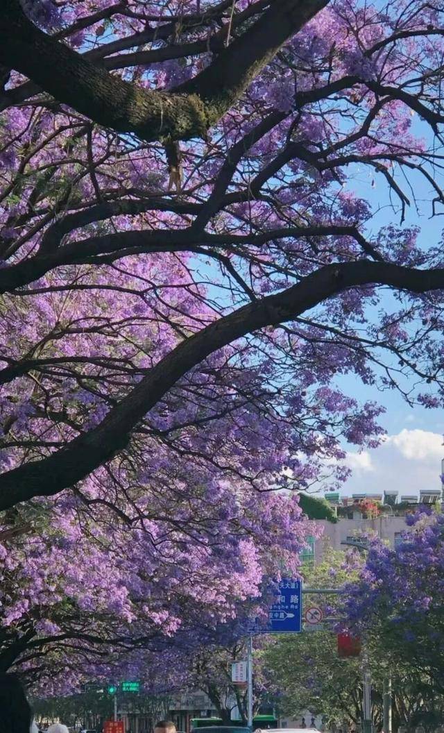 比大理浪漫！比昆明更近！高鐵直達陽光小城，2萬株藍花楹美瘋！觀海登山，美食吃到爽！