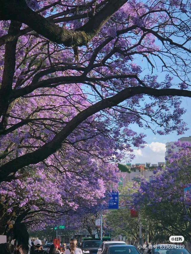 比大理浪漫！比昆明更近！高鐵直達陽光小城，2萬株藍花楹美瘋！觀海登山，美食吃到爽！