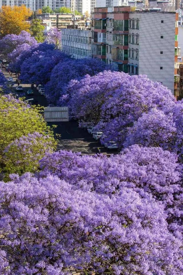比大理浪漫！比昆明更近！高鐵直達陽光小城，2萬株藍花楹美瘋！觀海登山，美食吃到爽！