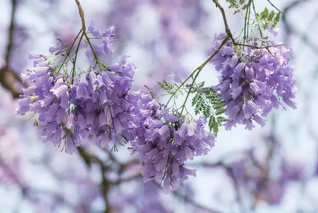 比大理浪漫！比昆明更近！高鐵直達陽光小城，2萬株藍花楹美瘋！觀海登山，美食吃到爽！